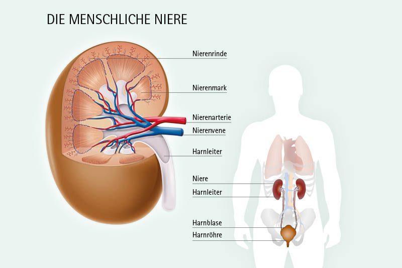 Niereninsuffizienz: Aufbau der menschlichen Niere