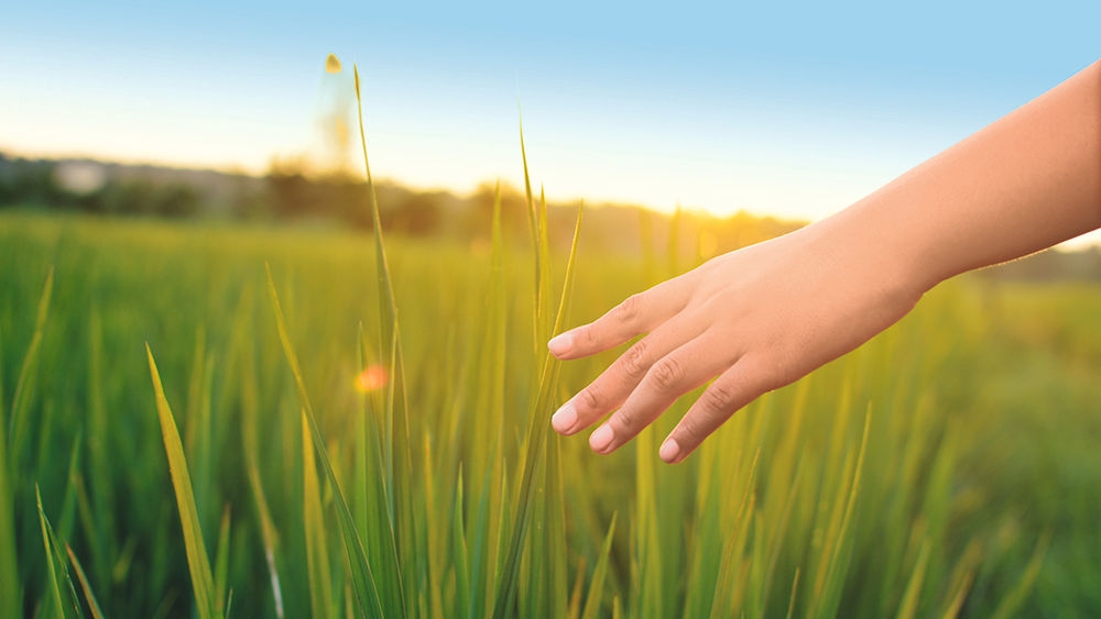 Young hand touch green rice on field during sunset ,nature and fresh air