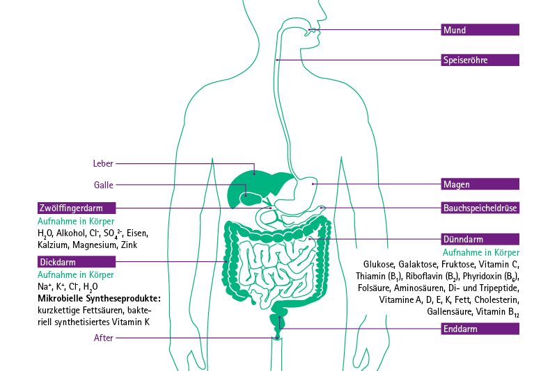 Kurzdarmsyndrom: Infografik Verdauungstrakt