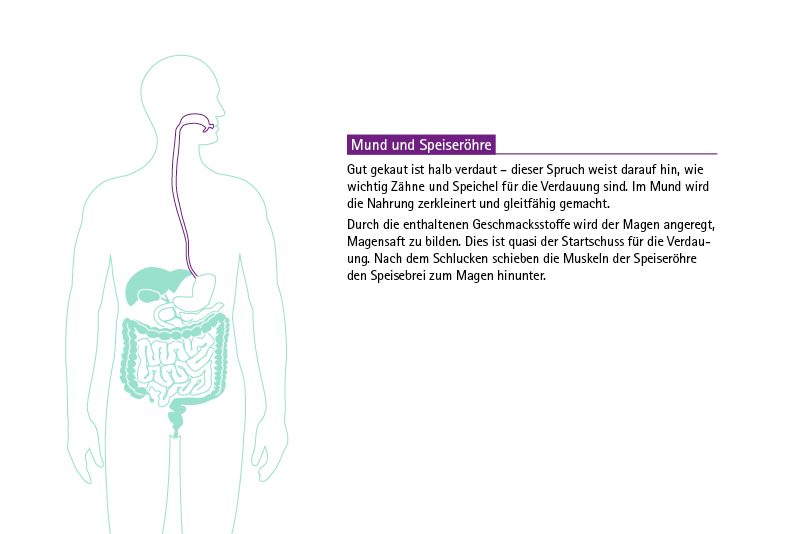Infografik KDS Verdauungstrakt: Mund und Speiseröhre