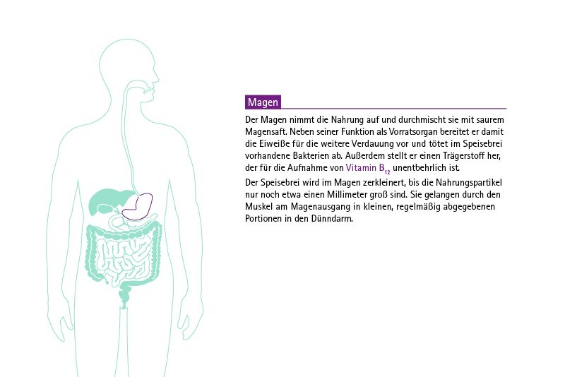 Infografik KDS Verdauungstrakt: Magen