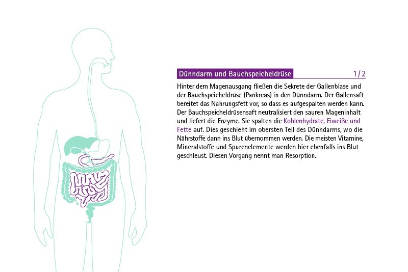Infografik KDS Verdauungstrakt: Dünndarm und Bauchspeicheldrüse
