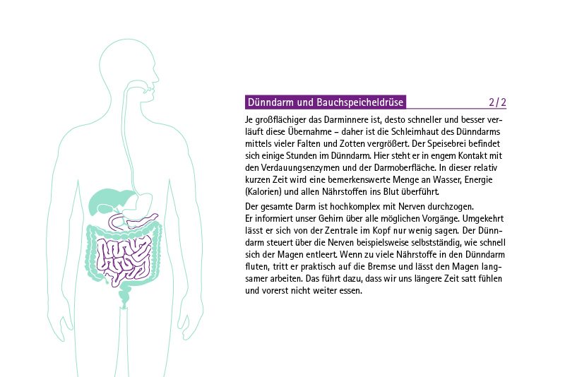 Infografik KDS Verdauungstrakt: Dünndarm und Bauchspeicheldrüse 2