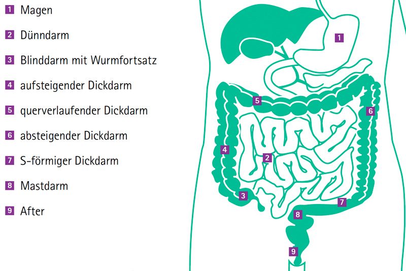 Infografik über den Magen- und Darmtrakt. Oben befindet sich der Magen, der in den Dünndarm und abschließend in den Dickdarm führt.